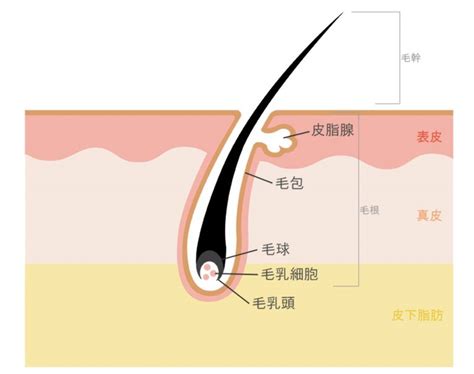 毛根鞘とは？毛根に付いている白い塊の役割と薄毛の。